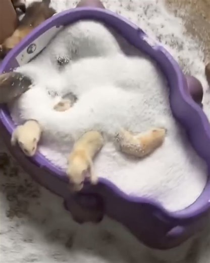 613K views · 10K reactions | Ferret Ball Pit  | Furry Tails | Facebook