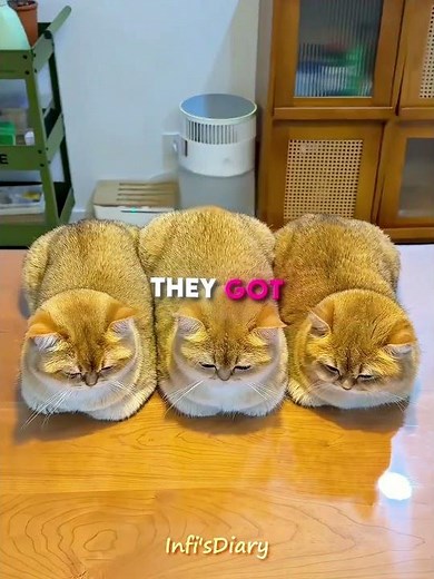 He Made Something Adorable From Cat Fur 😻🧶 #shorts