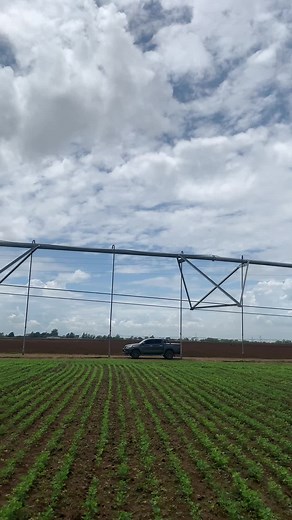 Soya Beans Production Guide for Farmers