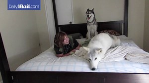 First Dances With Wolves now SLEEPS with wolves | Daily Mail Online