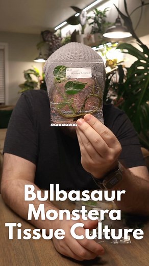 Deflasking a Bulbasaur Monstera as my first tissue culture. Huge thanks to @moose.roots for helping get me started on this journey #monstera #tissueculture #plantcare #plantcaretips #rareplant | The Plant and the Pour