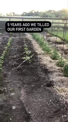 747K views · 5.6K reactions | We switched to no-till and never looked back! #permaculture #notill #gardening #gardeningtips | Sunshine Farm | Facebook
