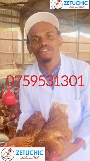 Online Discpline Masters 💥💯 if you are interested on poultry Farming ..Justice for Zetuchic wako na layers Ziko on point of lay..Wahalaka bebwe🏃‍♀️🏃‍♀️🏃‍♀️🏃‍♀️💯💥 Ngai Ndakirathime Mawira Manyu. | Muthee Kinagy KE