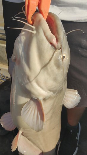 Nice big blue to start out the morning! | Muddy River Catfishing Guide Service