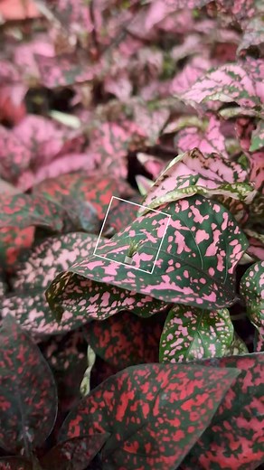 Merkur Makedonija on Reels