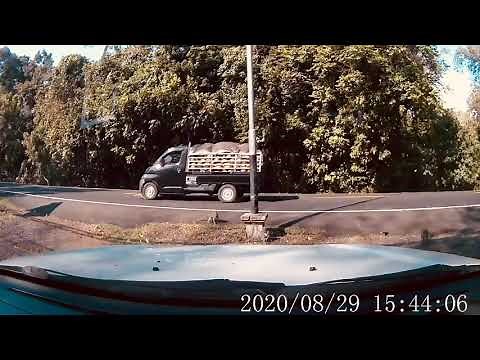 A monkey killed hit by car