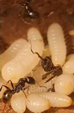 The Secret lives of Ants. #ants #insects #shorts