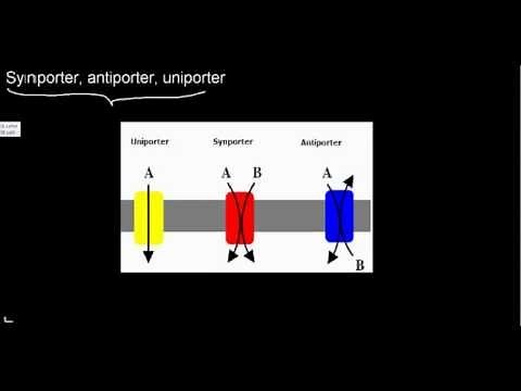 lecture 20 part 1 (Ion channel properties, inactivation mechanism)