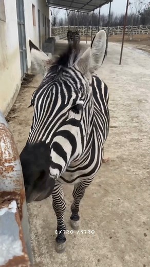 Why don't humans ride zebras 🦓 #science #facts #zebras #sciencefacts #reelitfeelit | Extro Astro
