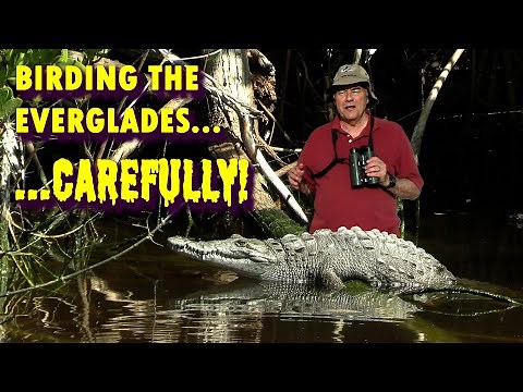 BIRDING the FLORIDA EVERGLADES...carefully.