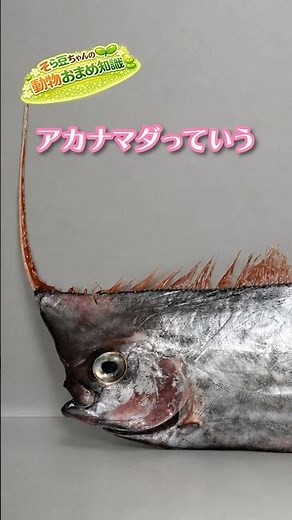 The Legendary Silver Dragon of the Deep Sea: The Crested Oarfish Is Breathtaking #CrestedOarfish ...
