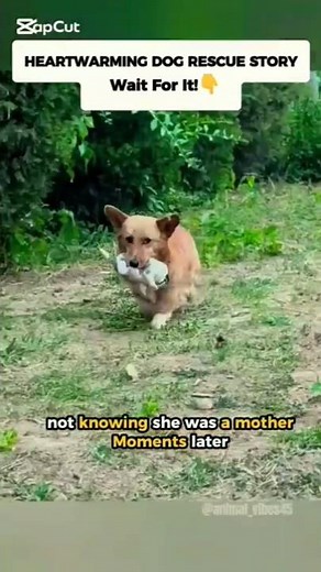 A Kind Man Feeds a Hungry Stray Dog — Then Discovers Her Puppies 🐶 | Heartwarming Rescue Story