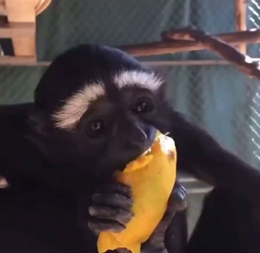 Groomed Gibbons: Perfect Eyebrows