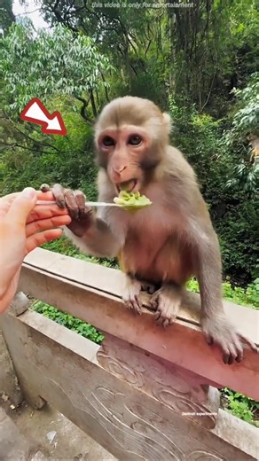 Girl Did THIS for a Hungry Monkey 😢 #Shorts