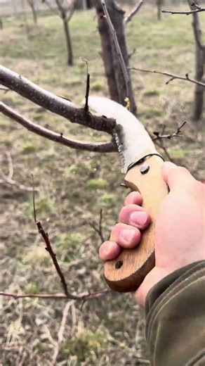 Hand Saw in Action 🌳 Quick Tree Trim