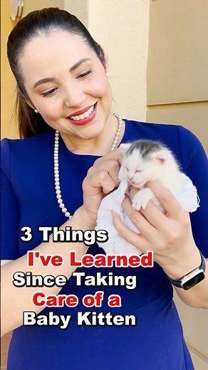 How to take care of a Baby Kitten