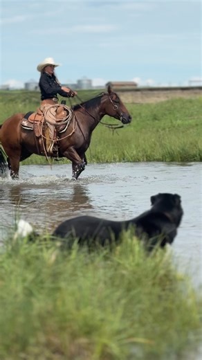 1.2K views · 26 reactions | You keep coming back to Twisted Iron. Can’t blame you. This set is built for hard days on the ranch and fast runs in the arena — not Sunday trail selfies. Heavy-duty leather. Solid-as-hell hardware. A fit that stays put when you’re actually working, not posing. It’s made to be used. And it looks damn good doing it. If you’ve looked at it twice, you already know it belongs in your tack room. | Ranch Hand Store | Facebook