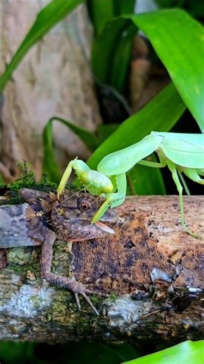 lizard 🦎 VS 🐛Mantis #lizard #mantis #animals #shorts #nature