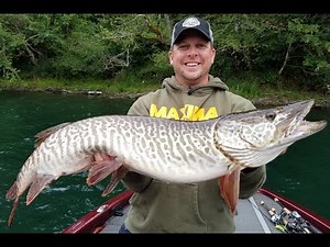 TIGER MUSKY! | Pacific NW MUSKY Techniques! | Fisherman Falls off the BOAT!