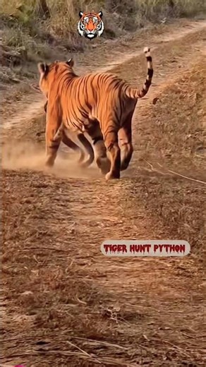 Tiger Ne Python Ka Shikar #shorts #animals #safari #tiger #wildlife #jungle #hunting #trending #yt