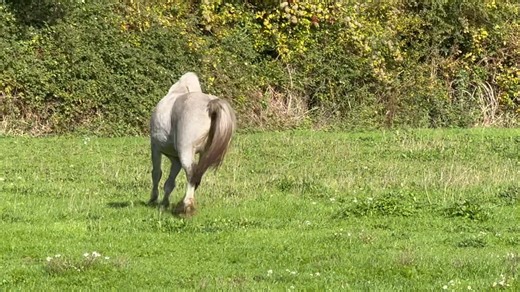 Pantha trying to impress and let Onid know what a big man he is 😂😂😂 | Sue Kernan