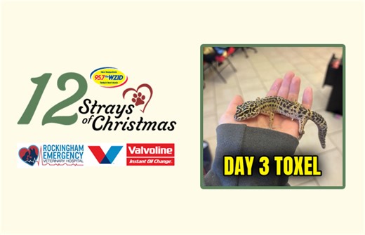 Day 3 – Toxel | 95.7FM WZID