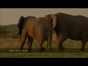 Frisky ostriches compete for mating rights