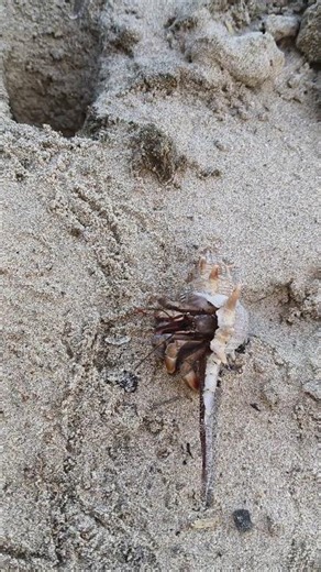 கடற்கரையில் நடந்த அதிசயம் 😲சங்கு தானாகவே நகர்ந்தது! Sea Shell Moving on Beach #shorts
