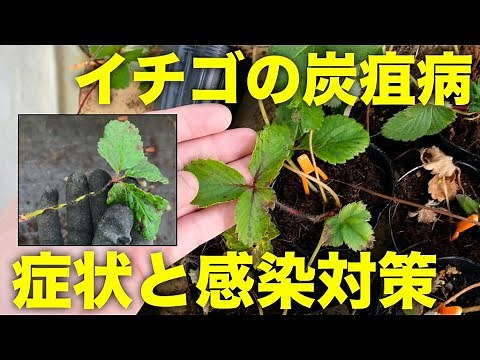 [Strawberry Diseases] Symptoms of Anthracnose on Leaves and Runners and Measures to Prevent Infec...