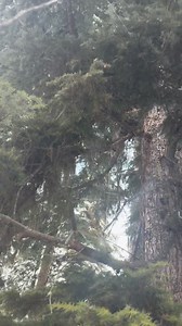 Cute lil guy making its escape! #Lynxhunting #canadianlynx | Allison Oler