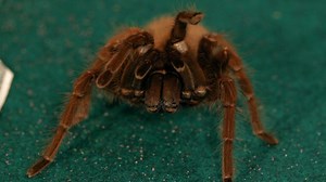 Watch 7 Cool Facts & Care Tips for Goliath Birdeater Tarantulas on Amazon Live