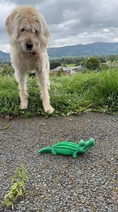She’s a 10…. but she loves to swim in mud. 😱 . . . . . #labradoodlelove #labradoodlesrock #labradoodle #dogsofinsta #dogsofinstaworld #labradoodlesofinstagram #TheDogAndTheDecor #beautifulwales #labradoodleofinstagram #labradoodlesofig #labradoodlelife #labradoodlesrule #doodles #HomeIsWhereTheDogIs #dogdecor #exploringwales #UKDogScene #oodlesofdoodles #labradoodles_of_instagram #labradoodlelovers #northwales #baastooldoodles #UKdogsofIG #HomesWithHounds #dogsofinstagram #labradoodlenation #Do