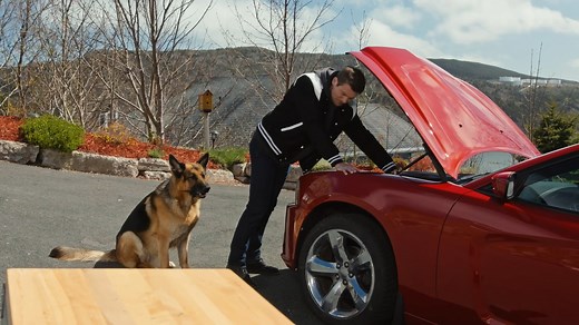 896 reactions · 48 shares | This just in: Charlie got a new hair dryer.  Catch new episodes of #HudsonAndRex every Thursday at 8 PM ET on UPtv!  | UPtv | Facebook