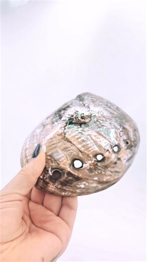 The Authentic Witch on Instagram: "Every time I travel, I bring pieces home to share with the collective — small fragments of places that left their mark on my spirit. This abalone shell from Acapulco, Mexico feels like a vessel of memory and magic. It carries the whispers of the ocean, stories told in waves, and the rhythm of tides that move both water and emotion. When I hold it, I’m taken back to the breeze in my hair, the sun warming my skin, and the quiet moments where time seemed to soften