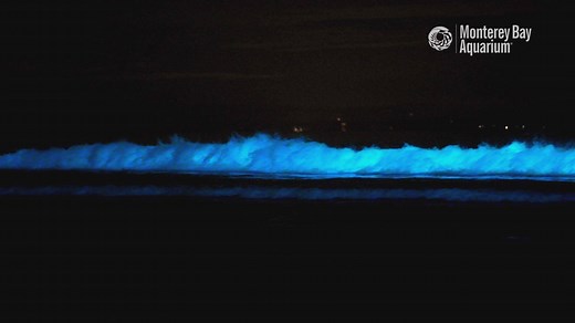 This weekend blue our minds! Bioluminescent waves filled with light-producing plankton ignited the surfline through the night all around the Monterey Bay! The light is produced by a type of plant-plankton known as dinoflagellates (the specific species involved in this bloom are being identified.) Bioluminescence is relatively rare on land—fireflies or glow-in-the-dark mushrooms are some common examples—but it’s a staple in the ocean. Our colleagues Monterey Bay Aquarium Research Institute (MBARI