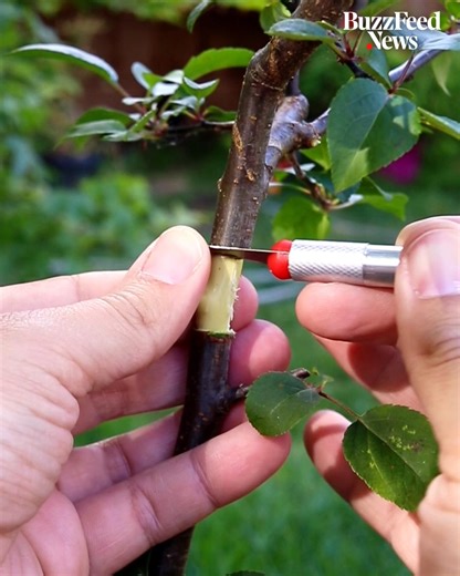 This man has gone viral on TikTok by documenting the highs and lows of learning to grow bonsai. | BuzzFeed Video