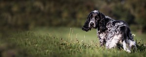 English Cocker Spaniel | Dog Breed Facts and Information - Wag! Dog Walking
