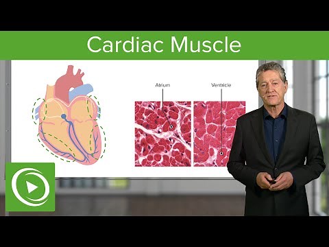 Cardiac Muscle: Function & Main Parts – Histology | Lecturio