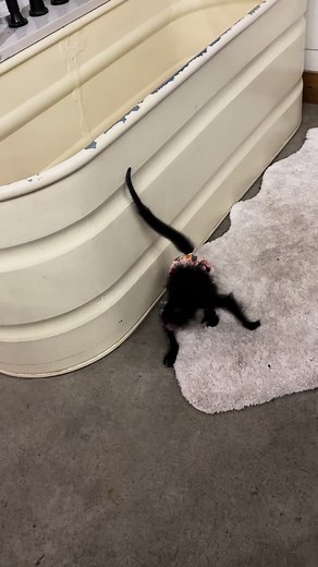 Monkey Shows Impressive Wall Twerk Skills