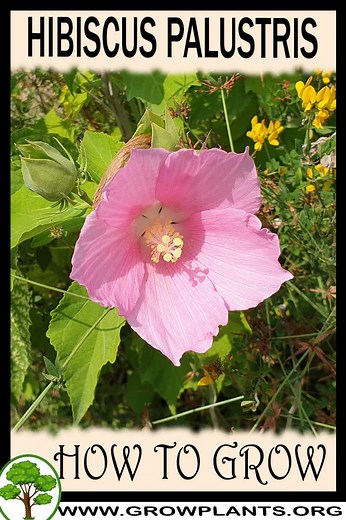 Swamp rose mallow - How to grow & care