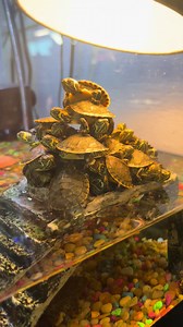 These aren’t my turtles I saw these at the pet store! #fyp #pet #fortmyers #turtles #cute