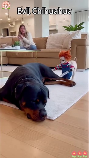 Evil Chihuahua Prank Master: Hilarious Dog Antics