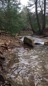 Waterfall near hemlock island in Cook Forest. 🐻 | Cabins at Cook Forest