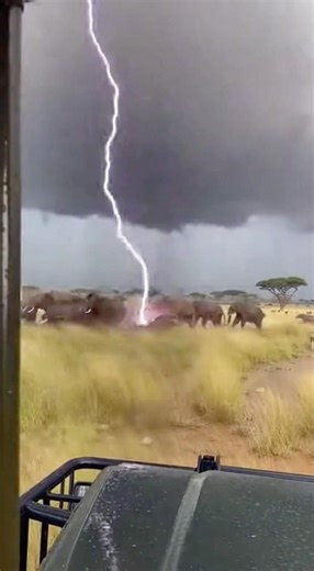 Lightning Strikes an Elephant Herd in the Storm ⚡🐘