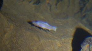 Brutal beetles kept the world’s rarest fish from breeding—until now