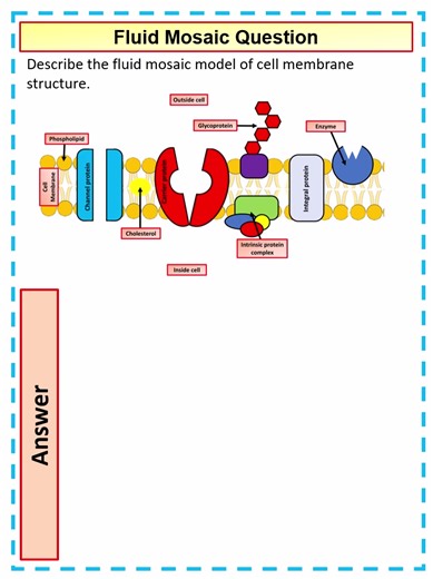 4 mark A Level Biology Question on the Fluid Mosaic
