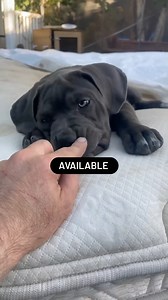 Eclipse a cane corso blue female puppy | Big Boy Corso.