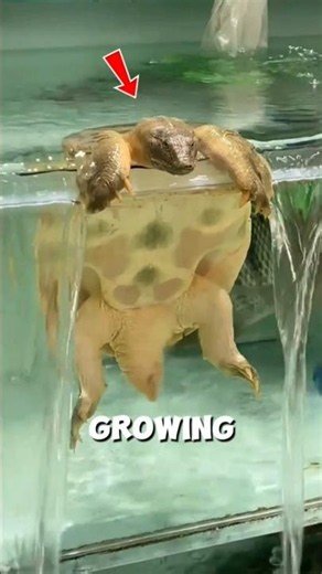 Animals That Never Stop Growing 😱 #shorts