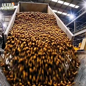 How do owls become stackable chess | Ultra Process
