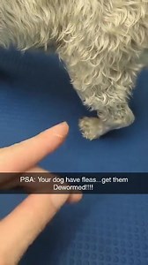 Fleas carry tapeworms and unfortunately fleas have been terrible this year. Remember to deworm your pets as well as flea preventative :) | The Dog House Grooming, LLC